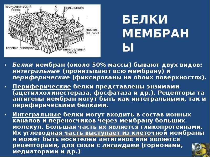Чудеса в решете, или что такое климатическая мембрана